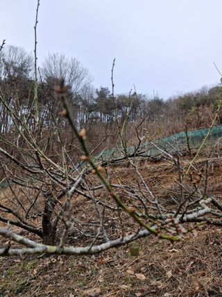 낙엽교목류21691님의 농사, 무엇이든 물어보세요! · 참여글 작성글 사진