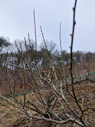 낙엽교목류21691님의 농사, 무엇이든 물어보세요! · 참여글 작성글 사진