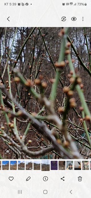 낙엽교목류21691님의 농사, 무엇이든 물어보세요! · 참여글 작성글 사진
