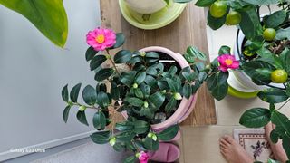 화랑님의 2월 내 작물 자랑하기 · 참여글 작성글 사진