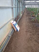 팜모닝 귤·영농일지 게시글 이미지