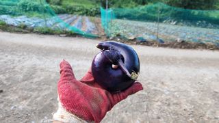 미래농부으쌰님의 팜모닝 · 출석 작성글 사진