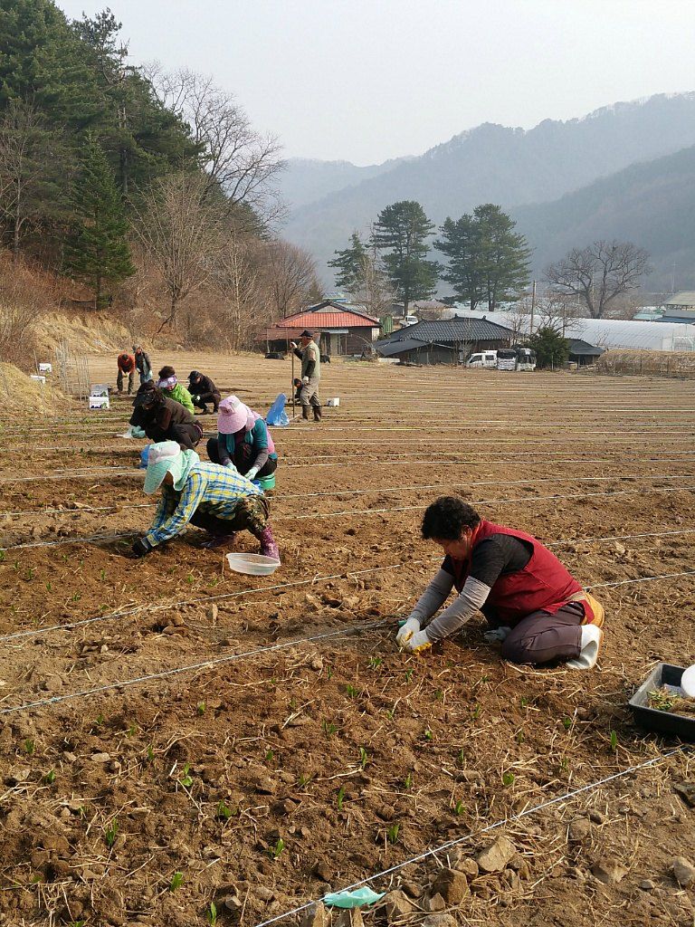 황덕순 님의 장터 판매 상품 [명이나물모종 판매 ] 첨부 사진