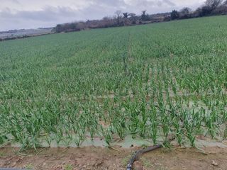 이성일님의 2월 내 작물 자랑하기 · 참여글 작성글 사진