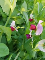 팜모닝 콩·자유게시판 게시글 이미지