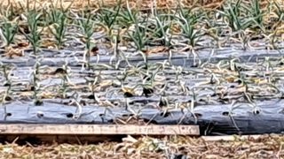 울산연안님의 2월 내 작물 자랑하기 · 참여글 작성글 사진