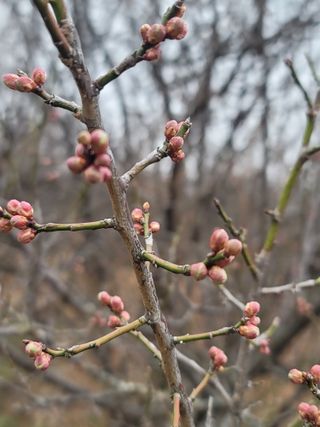 둥근마지기님의 2월 내 작물 자랑하기 · 참여글 작성글 사진
