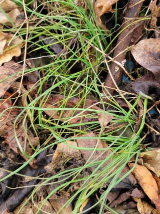 둥근마지기님의 2월 내 작물 자랑하기 · 참여글 작성글 사진
