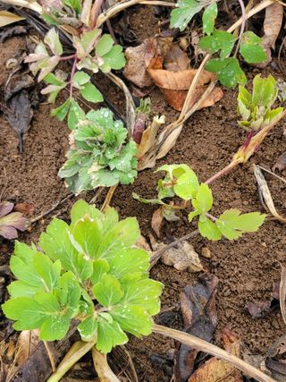 둥근마지기님의 2월 내 작물 자랑하기 · 참여글 작성글 사진