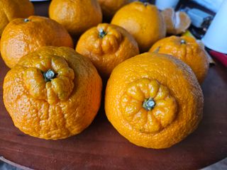 새달귤농장님의 2월 내 작물 자랑하기 · 참여글 작성글 사진