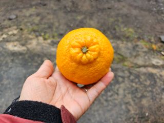 새달귤농장님의 2월 내 작물 자랑하기 · 참여글 작성글 사진