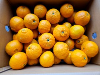 새달귤농장님의 2월 내 작물 자랑하기 · 참여글 작성글 사진