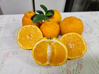 새달귤농장님의 2월 내 작물 자랑하기 · 참여글 작성글 사진