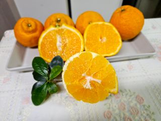 새달귤농장님의 2월 내 작물 자랑하기 · 참여글 작성글 사진