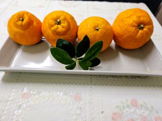 새달귤농장님의 2월 내 작물 자랑하기 · 참여글 작성글 사진