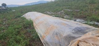 서울농부님의 참깨 · 자유게시판 작성글 사진