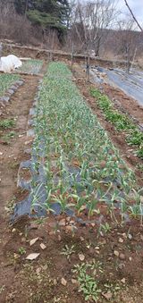 팜모닝 2월 내 작물 자랑하기·참여글 게시글 이미지