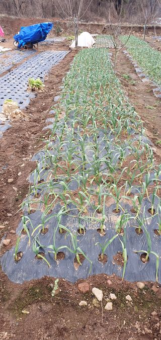 김태정님의 2월 내 작물 자랑하기 · 참여글 작성글 사진