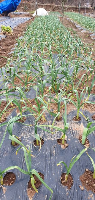 김태정님의 2월 내 작물 자랑하기 · 참여글 작성글 사진