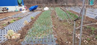 김태정님의 2월 내 작물 자랑하기 · 참여글 작성글 사진