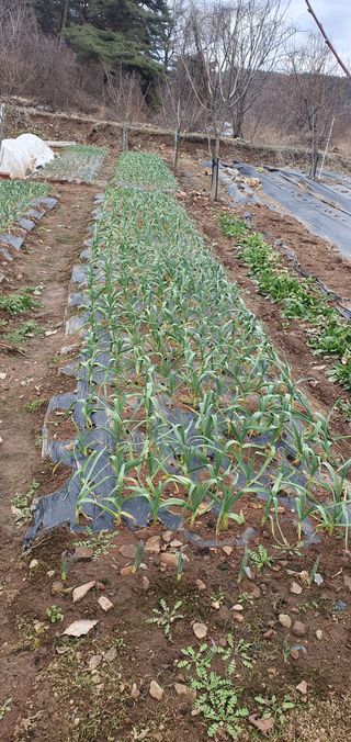 김태정님의 2월 내 작물 자랑하기 · 참여글 작성글 사진