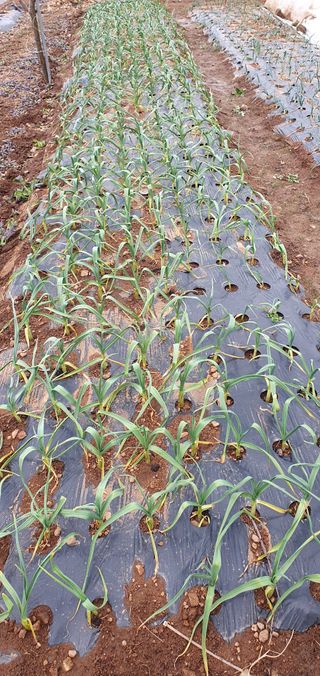 김태정님의 2월 내 작물 자랑하기 · 참여글 작성글 사진