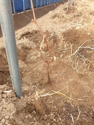 논산푸른팜님의 2월 내 작물 자랑하기 · 참여글 작성글 사진