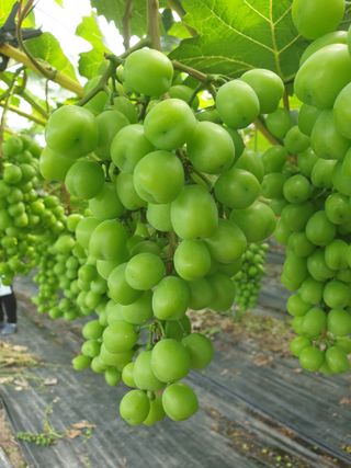 논산푸른팜님의 2월 내 작물 자랑하기 · 참여글 작성글 사진