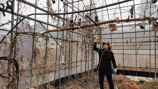 샤인머스켓님의 포도 · 영농일지 작성글 사진