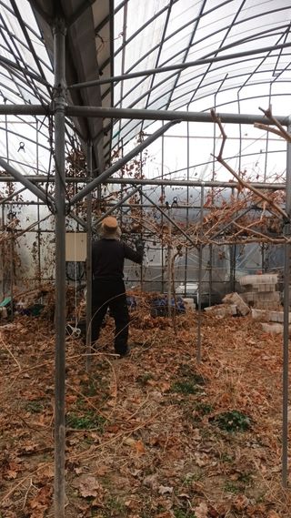 샤인머스켓님의 포도 · 영농일지 작성글 사진