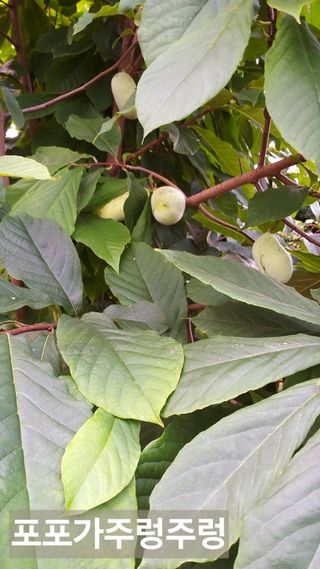 풍요님의 기타작물 · 자유게시판 작성글 사진