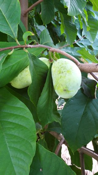 풍요님의 기타작물 · 자유게시판 작성글 사진