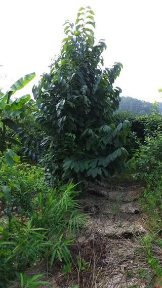 풍요님의 기타작물 · 자유게시판 작성글 사진