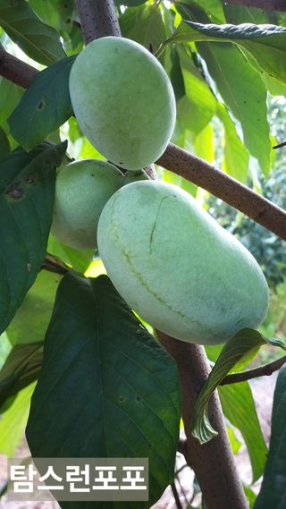 풍요님의 기타작물 · 자유게시판 작성글 사진