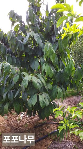 풍요님의 기타작물 · 자유게시판 작성글 사진