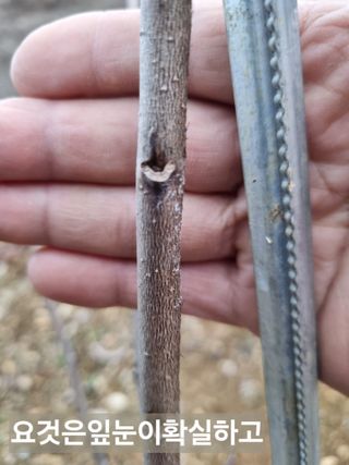 풍요님의 기타작물 · 자유게시판 작성글 사진