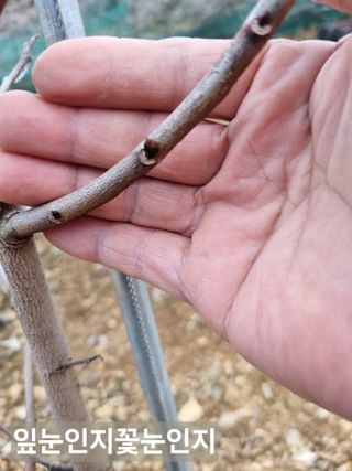 풍요님의 기타작물 · 자유게시판 작성글 사진