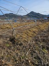 팜모닝 2월 내 작물 자랑하기·참여글 게시글 이미지