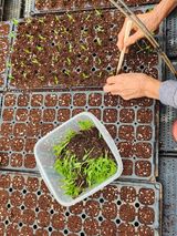 팜모닝 고추·영농일지 게시글 이미지