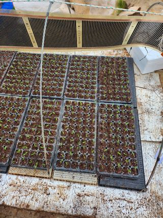 팜블리분매리농윈님의 고추 · 영농일지 작성글 사진