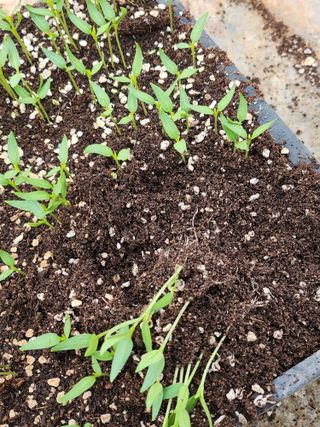 팜블리분매리농윈님의 고추 · 영농일지 작성글 사진