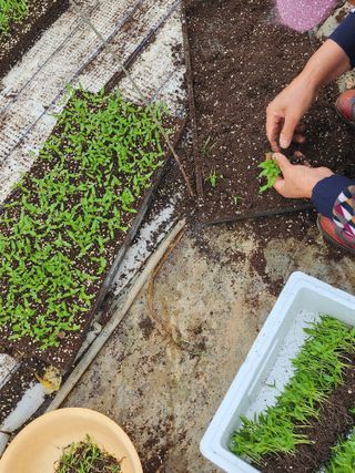 팜블리분매리농윈님의 고추 · 영농일지 작성글 사진