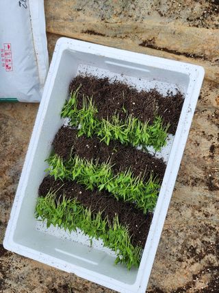 팜블리분매리농윈님의 고추 · 영농일지 작성글 사진