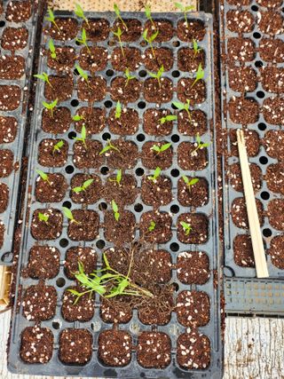 팜블리분매리농윈님의 고추 · 영농일지 작성글 사진