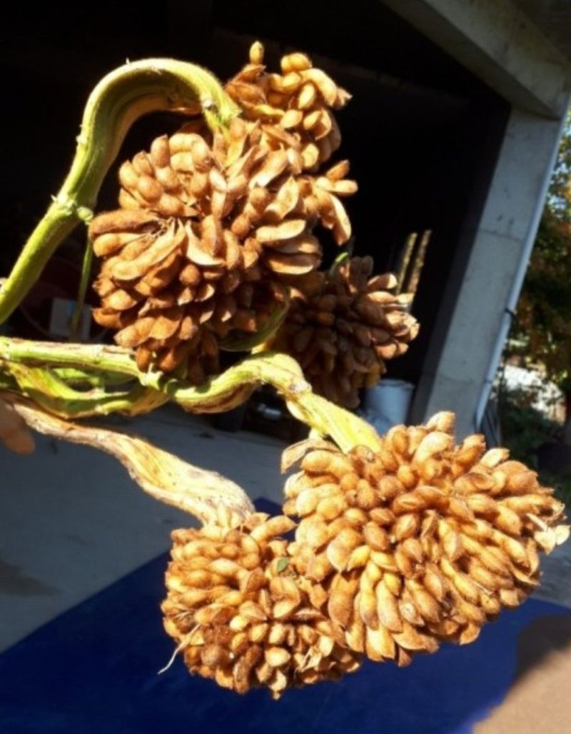 장터 상품 [부채콩] 썸네일