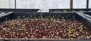 나무도깨비농원님의 기타작물 · 자유게시판 작성글 사진