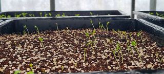 나무도깨비농원님의 기타작물 · 자유게시판 작성글 사진