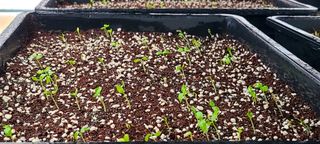 나무도깨비농원님의 기타작물 · 자유게시판 작성글 사진