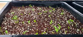 나무도깨비농원님의 기타작물 · 자유게시판 작성글 사진