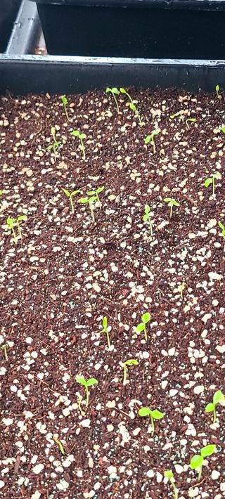 나무도깨비농원님의 기타작물 · 자유게시판 작성글 사진